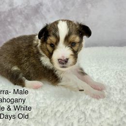 “Sierra” - Shetland Sheepdog puppy from Double Dare Shelties