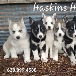 Siberian Husky Puppies from Haskins Huskies