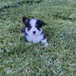 Pembroke Welsh Corgi Puppies from Prospect Corgis