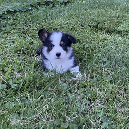 Pembroke Welsh Corgi Puppies from Prospect Corgis