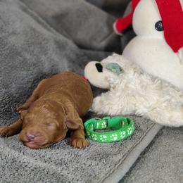 Colton (dark green  collar)-OFA and CHIC parents - Red  male Poodle puppy in Westfield, North Carolina from Legacy Pets