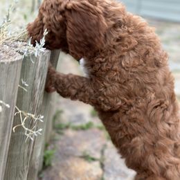 Goldendoodle Puppies from Colorado Dreamin Doodles