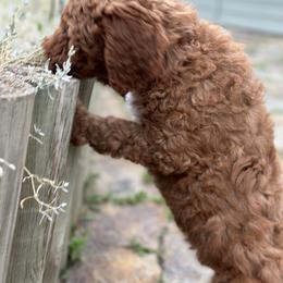 Goldendoodle Puppies from Colorado Dreamin Doodles