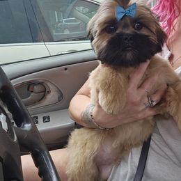 Shih Tzu Puppies from Wandering Tzu