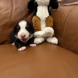 Bernese Mountain Dog Puppies from Blair Berners