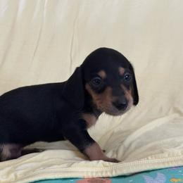 Zippy - Black and tan male Dachshund puppy in Staley, North Carolina from Langley Farms Dachshunds