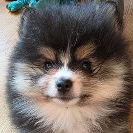 AKC Adkpom Dakoda Tri color sable - silver undercoat 3.5lbs - Tri-colored female Pomeranian puppy in Gloversville, New York from ADKPOM Adirondack Pomeranians