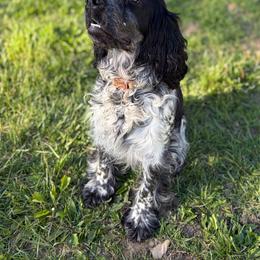 Ladybug - Black and white female English Springer Spaniel puppy in Robesonia, Pennsylvania from Rogue Mountain Manor