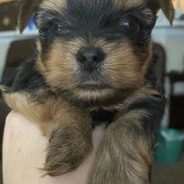Yorkshire Terriers from Joanne’s silky Yorkie’s