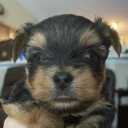 Yorkshire Terriers from Joanne’s silky Yorkie’s