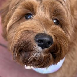 Bernedoodle and Goldendoodle Puppies from Paws 4 Doodles, LLC