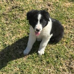 Boy 1 - Black and white male Border Collie puppy in Temecula, California from West Coast Border Collies