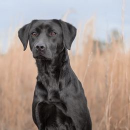 Labrador Retrievers from Horizon Retrievers