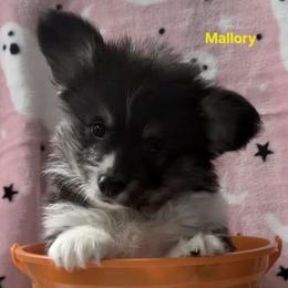 Mallory - Black and tan female Pembroke Welsh Corgi puppy in Murchison, Texas from Cattal Corgis