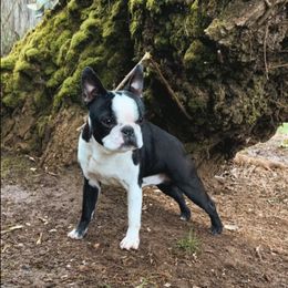 Boston Terrier All Grown Up from Beaux Bostons