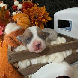 Maple - Blue female Pembroke Welsh Corgi puppy in Paxton, Illinois from McGovern Family Corgis