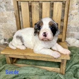 Suede - Merle male Cavapoo puppy in Midland, Michigan from Northern Charm Farm