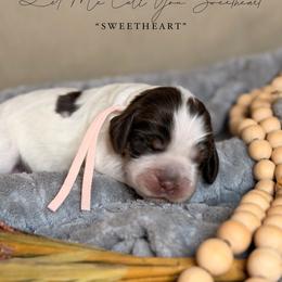 Sweetheart - Tri-Roan female English Springer Spaniel puppy in Brownsville, Texas from South Texas Springers