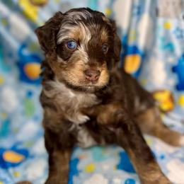 Rambo - Brown merle male Aussiedoodle puppy in Liberty, Texas from Poodles and Doodles Most Excellent Adventures