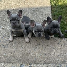 French Bulldog puppies from Cassandra Hayes