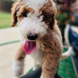 Aussiedoodle Puppies from Sheila Harwell