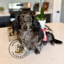 Rainey - Dapple female Dachshund puppy in Beaver, Pennsylvania from Meaden’s Mini Dachshunds