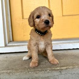 Pretzel - Apricot female Goldendoodle puppy in Montgomery, Texas from Dacus Doodles