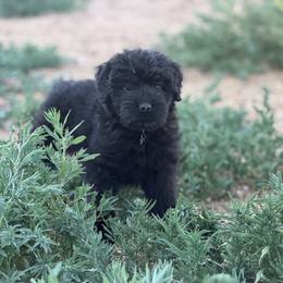Liberty - Black female Bouvier des Flandres puppy in Wellington, Colorado from Blood Family Frenchies and Bouvs
