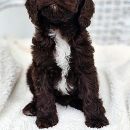 Australian Labradoodle, Cockapoo, Goldendoodle, and Labradoodle Puppies from Dessie's Doodles