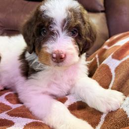 Orion -with training - Phantom male Bernedoodle puppy in Boonville, North Carolina from Doods & Dolls