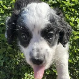 Aussiedoodles and Australian Shepherds from Kaleidoscope Aussies and Aussiedoodles
