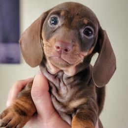 Sadie - Chocolate and tan female Dachshund puppy in Mountain Grove, Missouri from Blueprint K9 Dachshunds- www.BlueprintK9.com