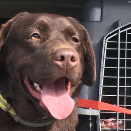 Lacy - Labrador Retriever