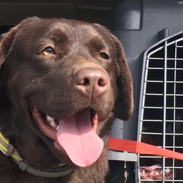 Lacy - Labrador Retriever