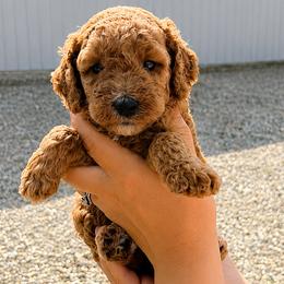 Glory - Apricot female Goldendoodle puppy in Hudson, Michigan from Haaspawz