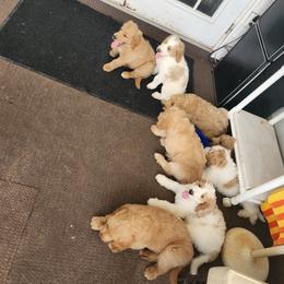 Goldendoodle Puppies from Costa's Curly Canines