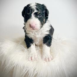 Homer - Tri-color male Bernedoodle puppy in Otisville, Michigan from Danie’s Darling Doodles LLC