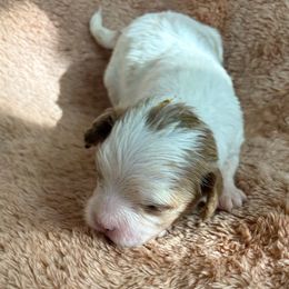 Sally - Blenheim female Cavapoo puppy in Albuquerque, New Mexico from Enchantment Cavapoo & Pugapoo Puppies