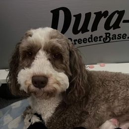 Abbey - Australian Labradoodle