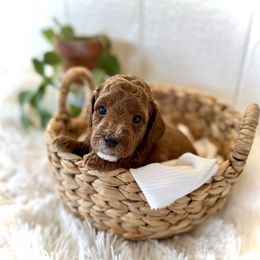 Quinoa - Red  female Goldendoodle puppy in Bremen, Indiana from Farmland Doodles