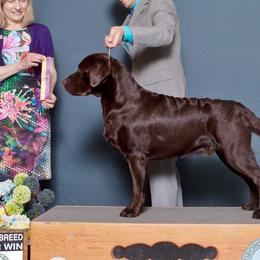 Josey - Labrador Retriever