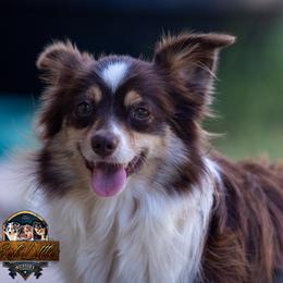 Maple - Toy Australian Shepherd
