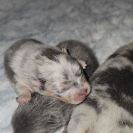 Mirage - Blue merle male Pomeranian puppy in Angleton, Texas from Pomeranian Palace, LLC
