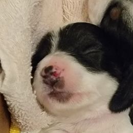 Dachshunds from Catherine's Mini Dachshunds