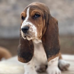 Basset Hound Puppies from Heather's Happy Hounds