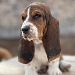 Basset Hound Puppies from Heather's Happy Hounds