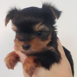 Yorkshire Terrier puppies from Pretty Li'l Yorkies