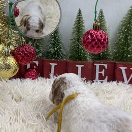 Ocean - Parti male Goldendoodle puppy in Wayland, New York from Loris Pampered Pooches💕