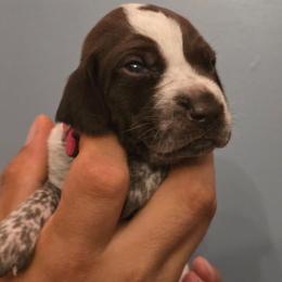 Pink collar female - Liver roan female German Shorthaired Pointer puppy in New York from Bishop Kennels