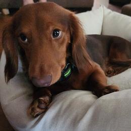 Pedro - Dachshund
